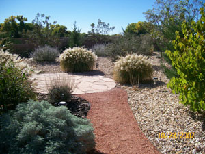 Xeriscaped Yard