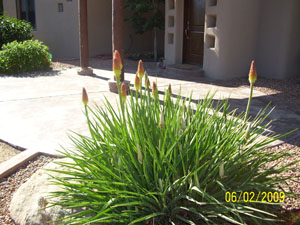 Albuquerque Xeriscaping