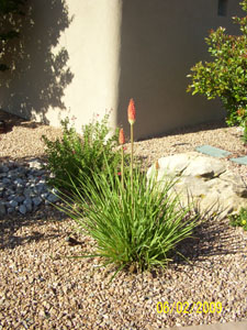 Albuquerque Dry Landscaping