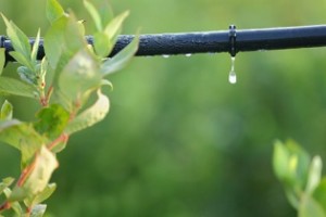 Sprinkler Maintenance