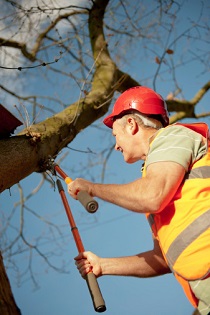 Tree Maintenance